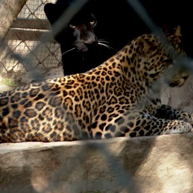 Леопард извън клетката: Деца и родители в зоопарка са евакуирани, животното е заловено (ОБЗОР)