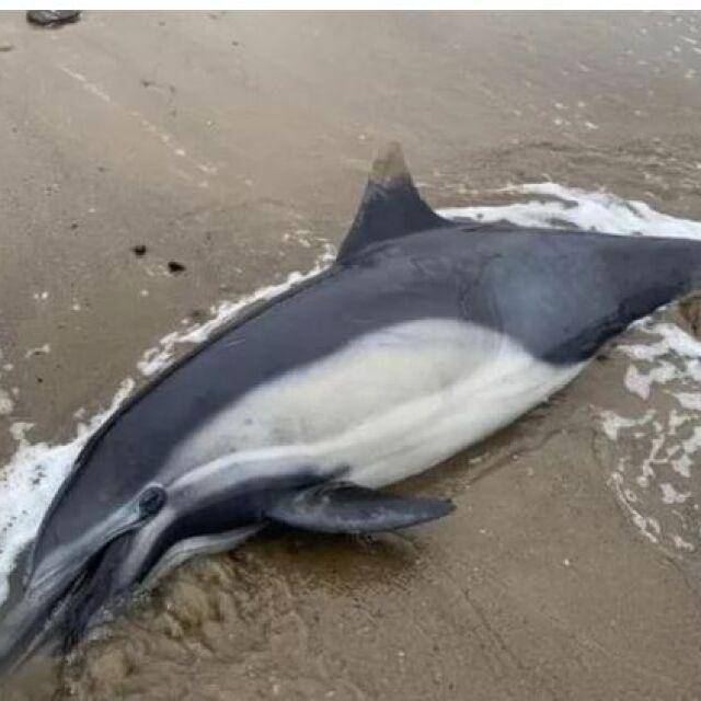 Морски животни заболяват заради токсични водорасли, стотици делфини и тюлени са загинали