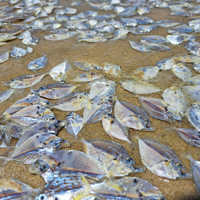 Изменение на климата: Хиляди мъртви риби изплуваха на тайландски плаж (ВИДЕО и СНИМКИ)