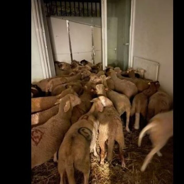 Откриха незаконна кланица за овце в апартамент в Ница