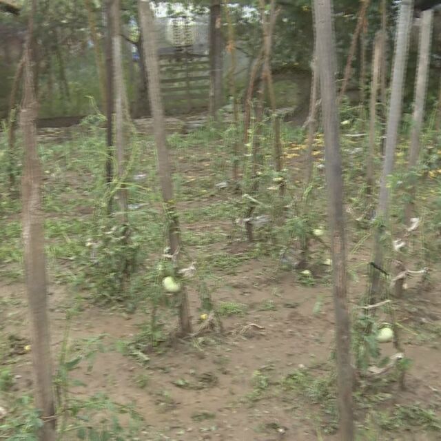  „ От бостана останаха три дини “: Силна стихия и градушка с размера на орех в Кюстендилско 