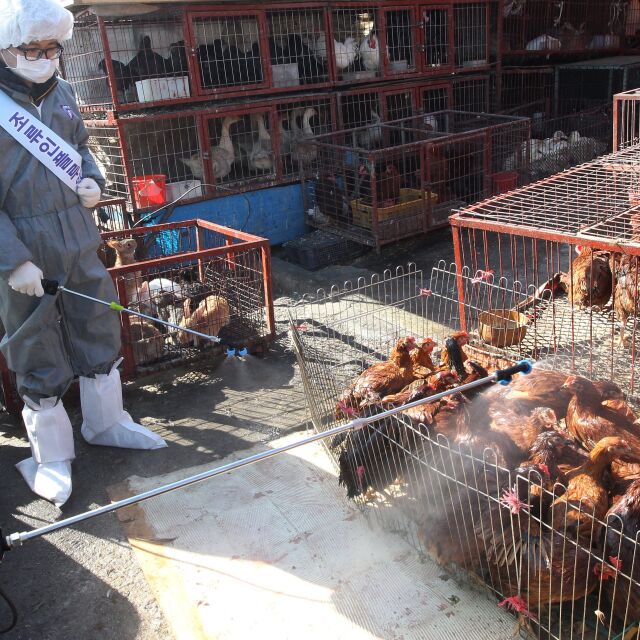 Тревога в Европа и Азия заради нови огнища на птичи грип
