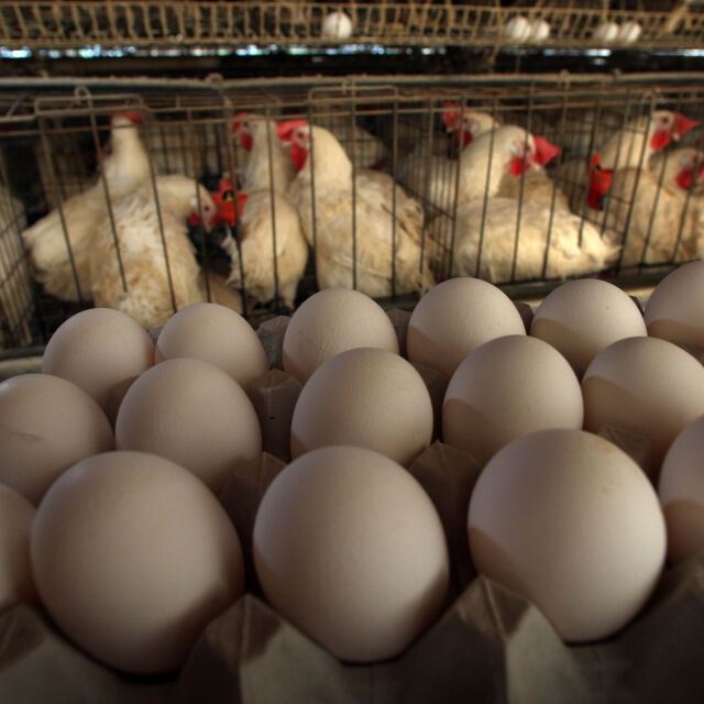 Само в две ферми у нас произвеждат бели яйца, но ги изнасят