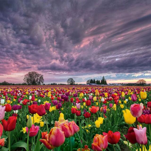 Най-красивите цветни и пролетни пейзажи в света 
