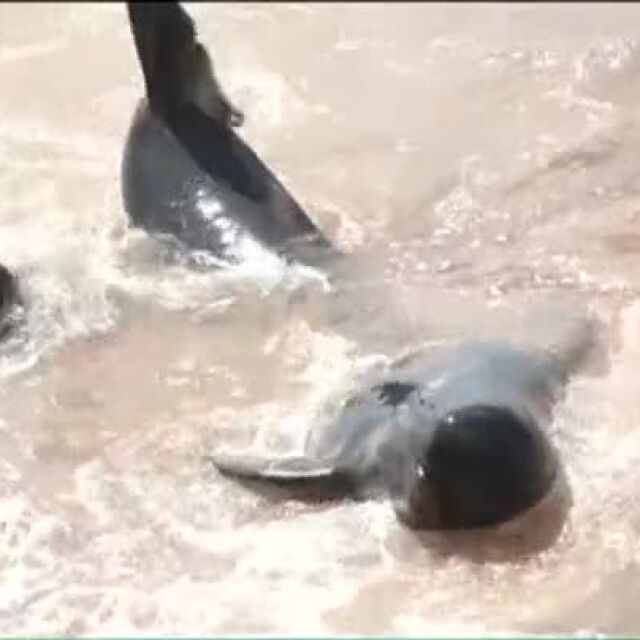 Доброволци спасиха китове, заседнали между скали