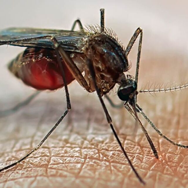 Срещу маларията: Бил Гейтс дава 4 млн. долара за създаване на модифицирани комари