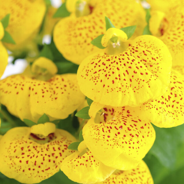 13 жълти цветя, които можете да отглеждате на балкона