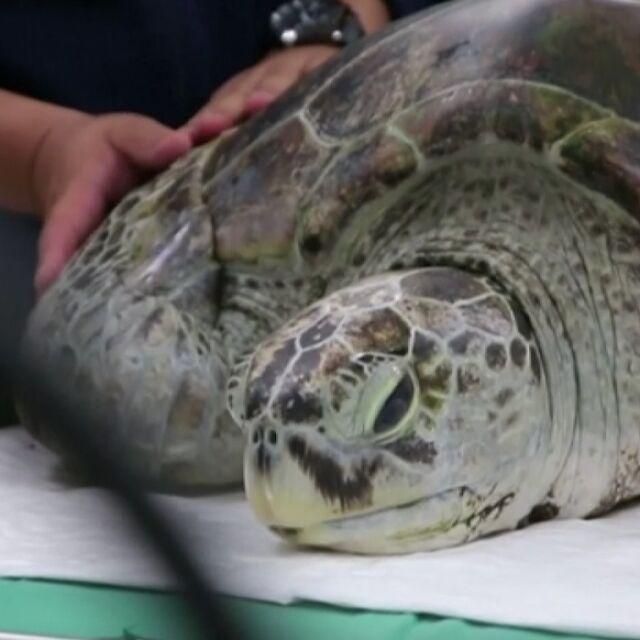 Тайландски ветеринари спасиха костенурка, погълнала хиляда монети