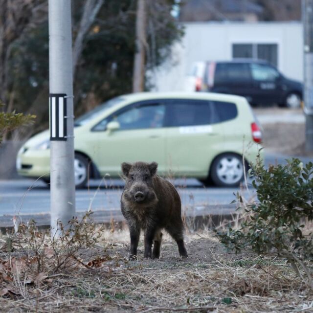 Диви прасета превзеха празните градове на японската префектура Фукушима