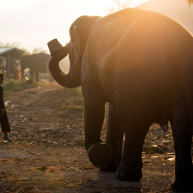 Мистериозна смърт на слонове в Африка: Неизвестна бактерия може да е причина