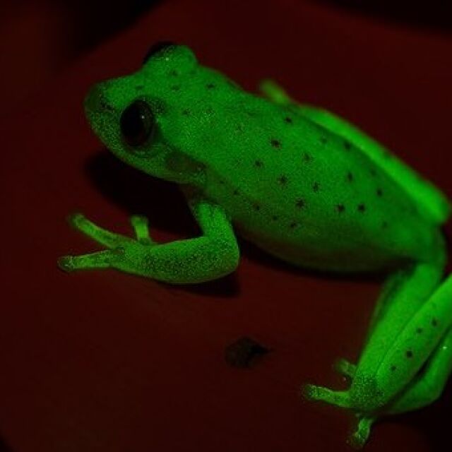Учени откриха първата в света флуоресцентна жаба