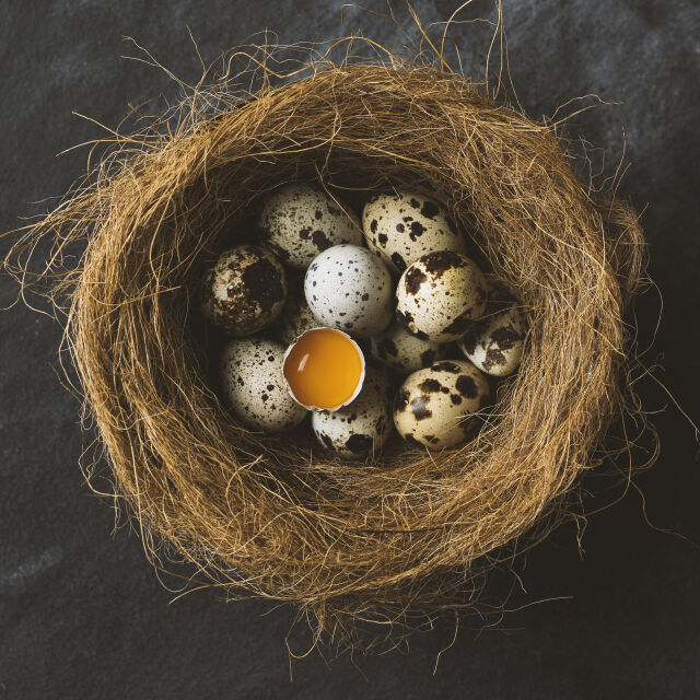 8 любопитни факта за яйцата на птиците, които не знаете
