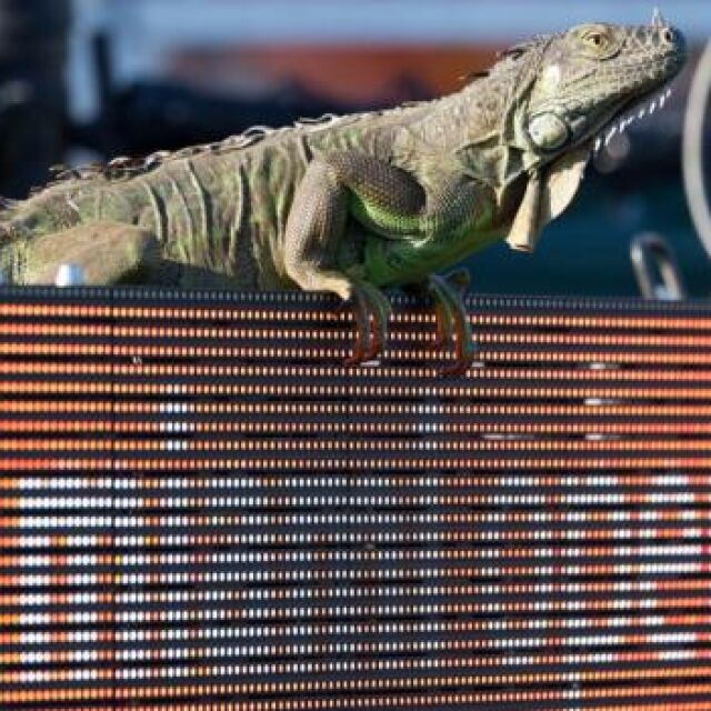 Игуана нахлу на тенис мач в Маями. Томи Хаас се снима с нея (ВИДЕО)