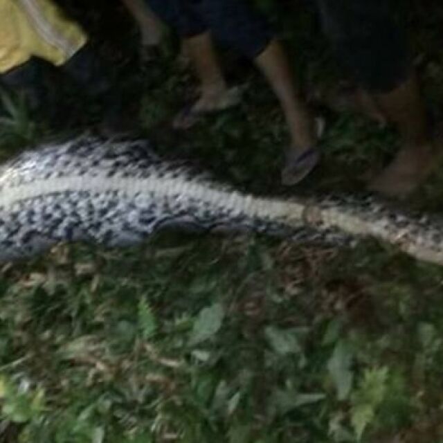 Изчезнал индонезиец беше открит в тялото на огромен питон