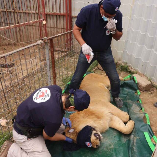 „Четири лапи” не успя да изведе животните от зоопарка в Мосул, акцията продължава