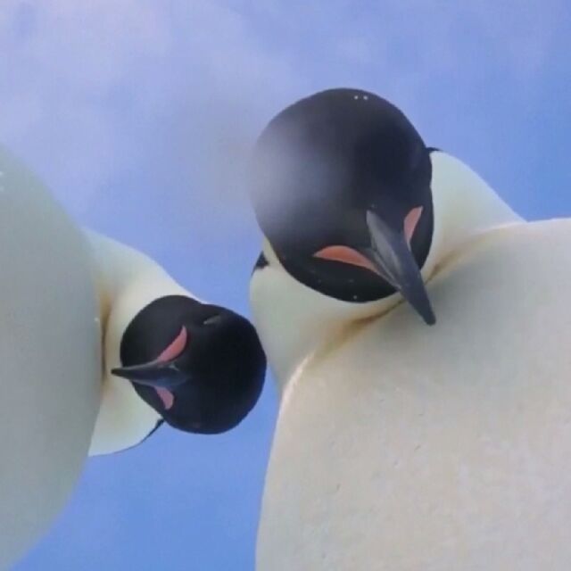 Двойка пингвини с романтични селфита на Антарктида 