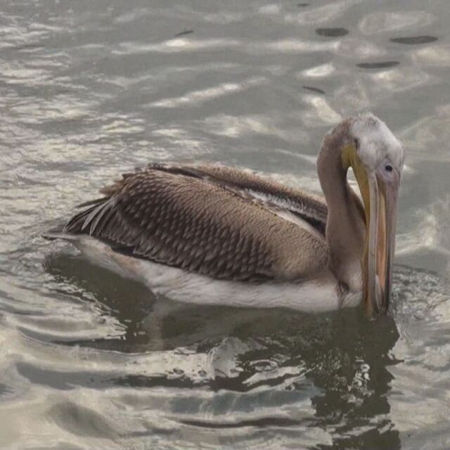 Хищници нападнаха пеликаните в парка „Сребърна“