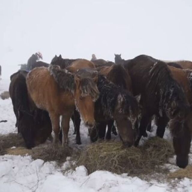 Случаят с бедстващите коне в Осоговската планина не е единичен в Кюстендилско