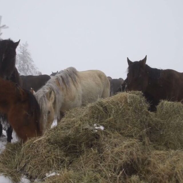 Собственикът на изоставените коне в Осоговската планина не се яви на разпит в полицията 
