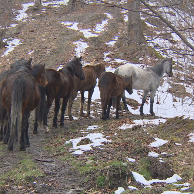 Субсидиите карат все повече българи да пускат коне в планините