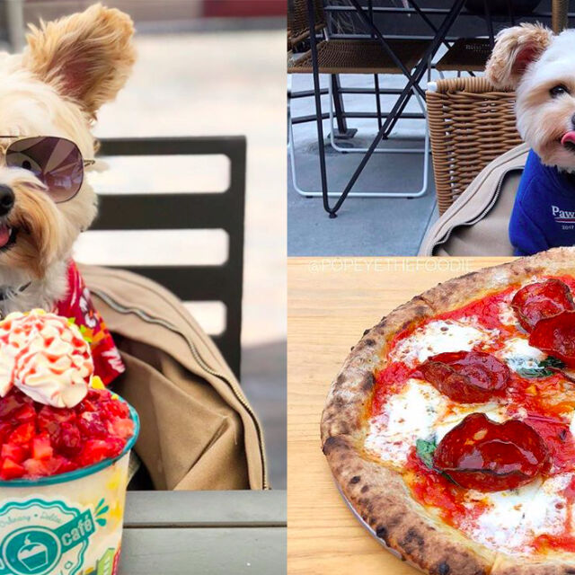 Попай e гладуващо бездомнo куче, което днес посещава ресторантите в Лос Анджелис