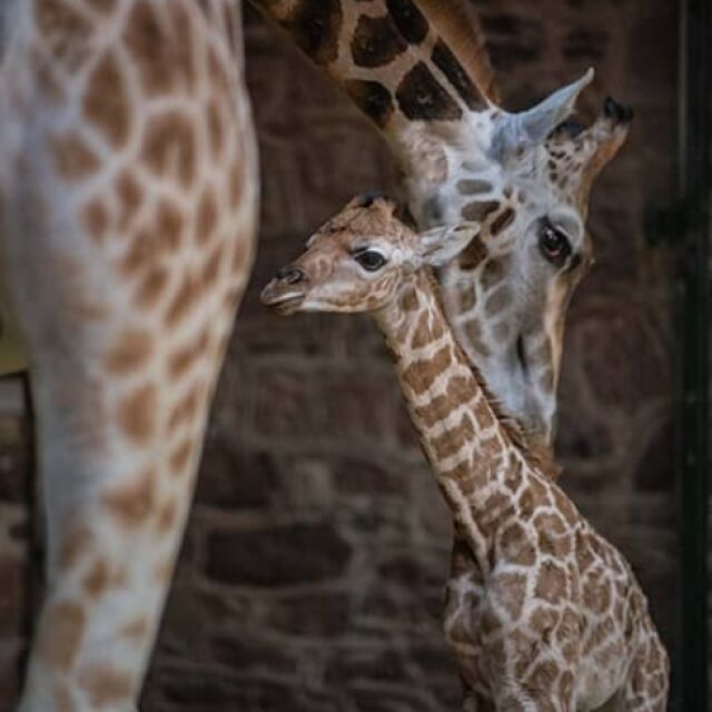 Как се ражда едно жирафче (ВИДЕО)