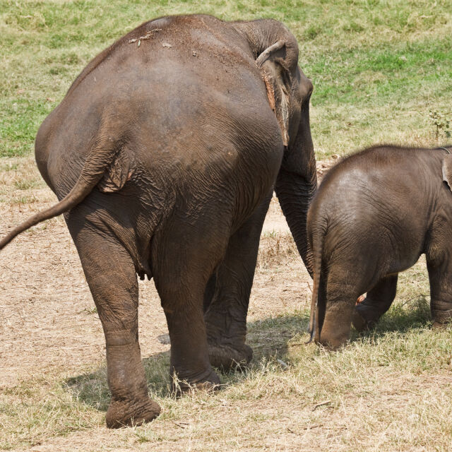 Защо слониците са най-грижовните майки (ВИДЕО)