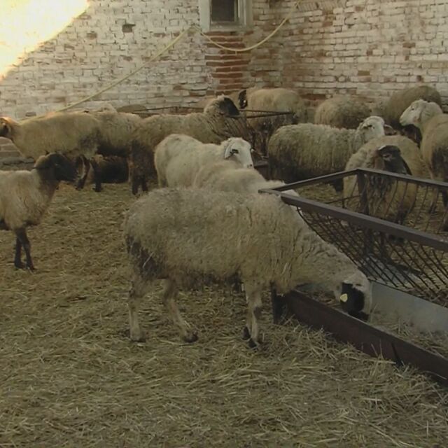 Стопаните от Болярово: Съмняваме се да е имало чума по овцете