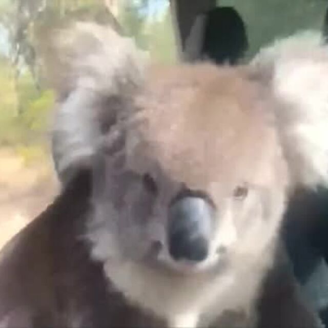 Kоала потърси прохлада в автомобил в Австралия