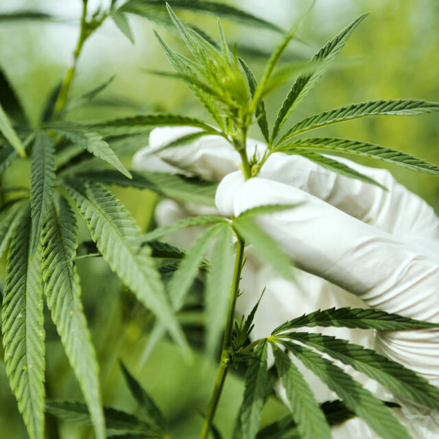 Спецоперация срещу ултрамодерна наркооранжерия за марихуана в Своге