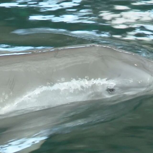  Нов член на делфинариума във Варна
