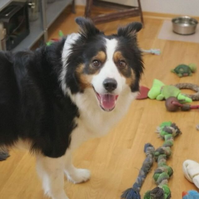 Специална дарба: Куче знае имената на всичките си играчки (ВИДЕО)