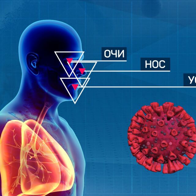 Как коронавирусът атакува човешките клетки? 