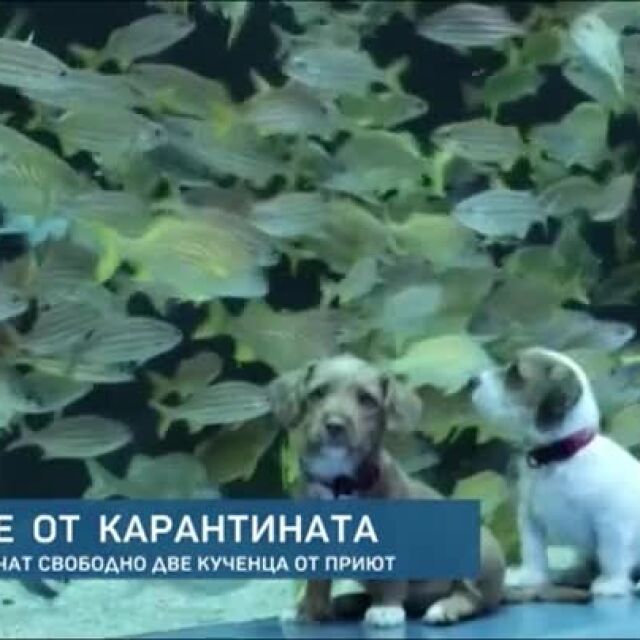 Кученца от приют са единствените посетители на аквариума в Атланта (ВИДЕО)