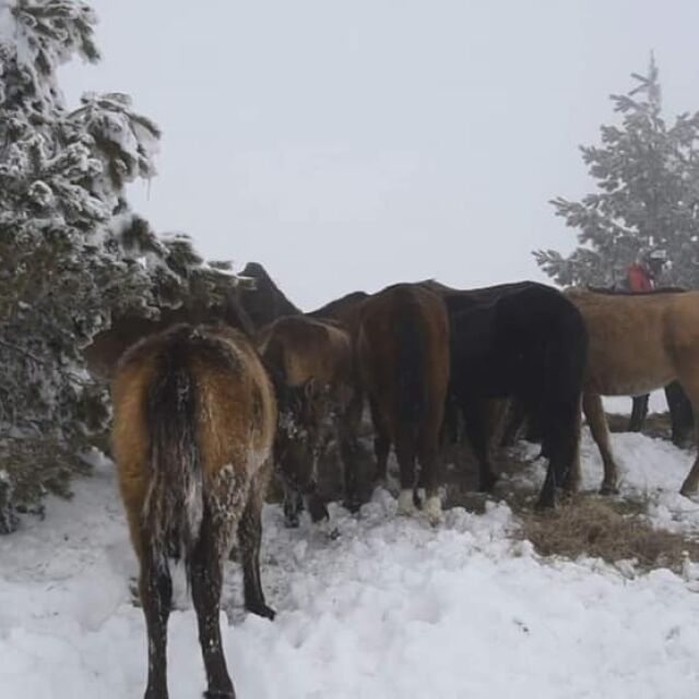 Три години по-късно: Собственикът на изоставените в Осоговската планина коне е глобен с 4500 лв.