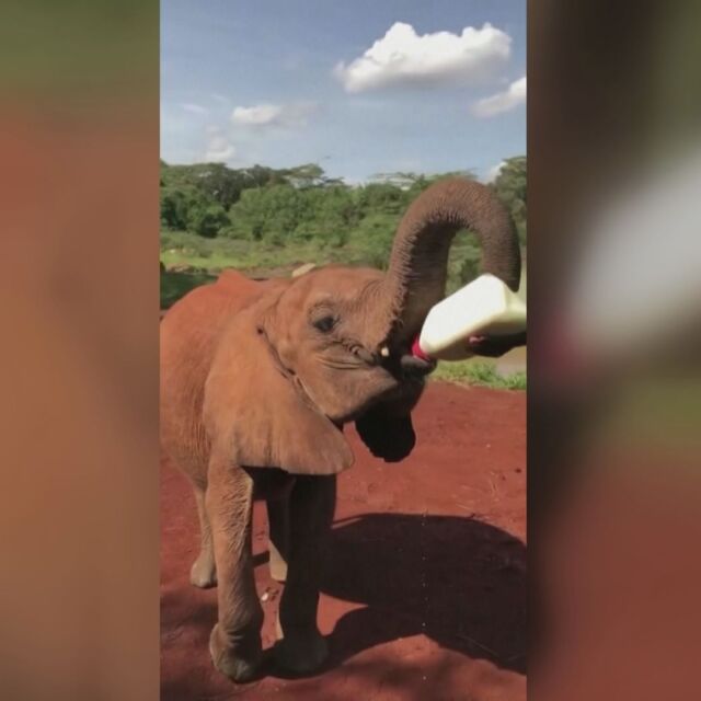 Трогателни кадри: Слончета тичат за храна (ВИДЕО)