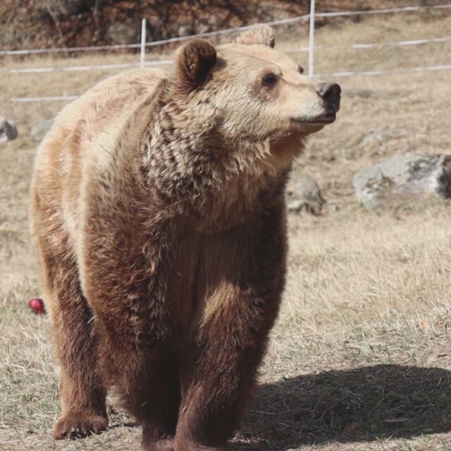 Топлото време събуди мечките в Белица