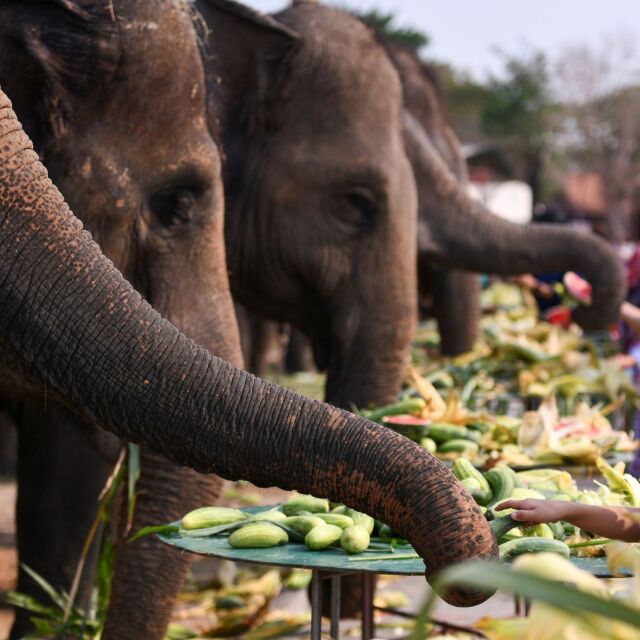 Тайланд отбелязва Деня на слона с надеждата туристите да се завърнат
