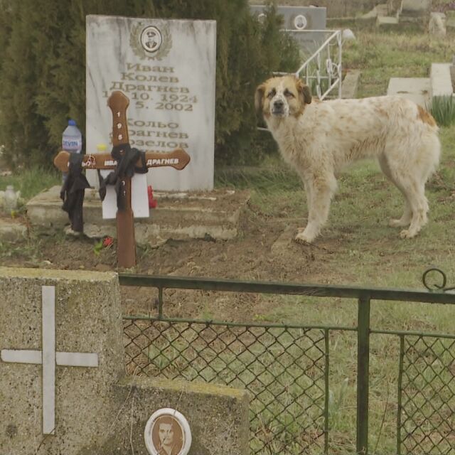 Българският Хачико – куче бди до гроба на мъж