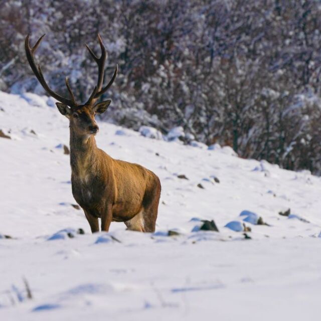 „Мисия лов“: Коя е най-голямата заплаха за дивите животни у нас?