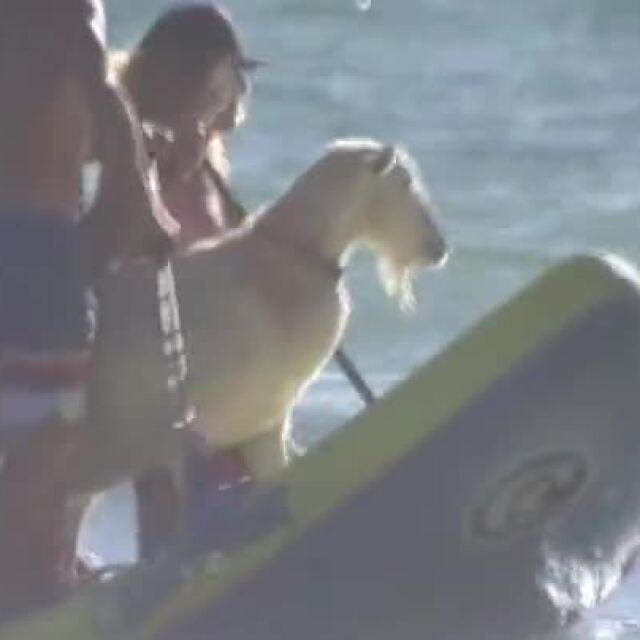 Вижте козата, която учи деца да карат сърф (ВИДЕО)
