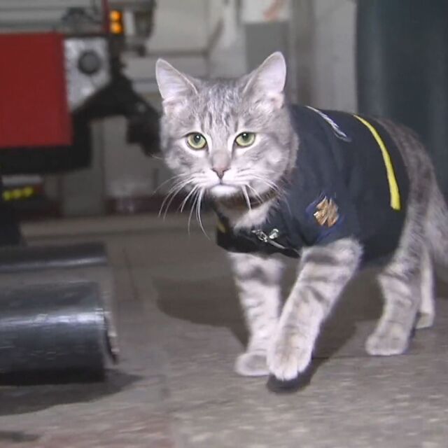 Котка пожарникар на служба в Киев (ВИДЕО)