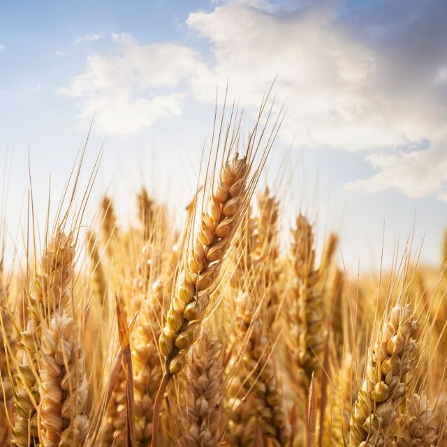 България и още 4 държави постигнаха споразумение с ЕК за украинското зърно  