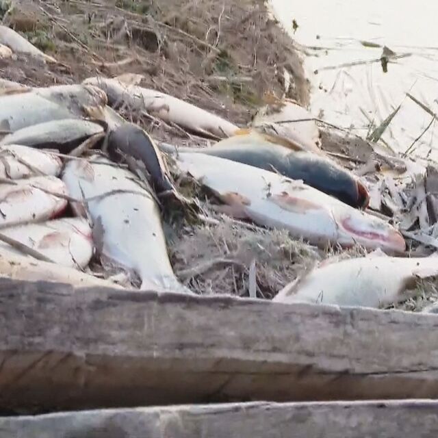 Язовир край Варна пред екокатастрофа: Защо край брега изплува много мъртва риба?