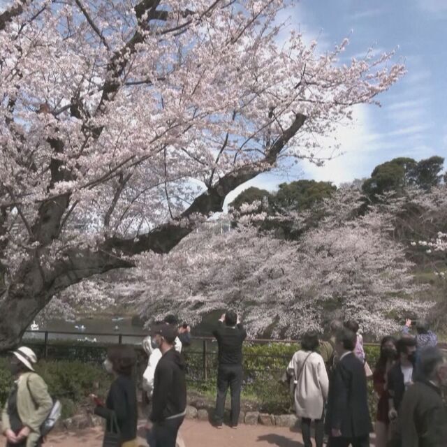 Красота по улиците на Токио: Японските вишни цъфнаха по-рано