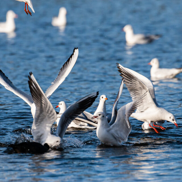 „Мисия 360“: Керкини - гръцкото езеро на птиците (ГАЛЕРИЯ)
