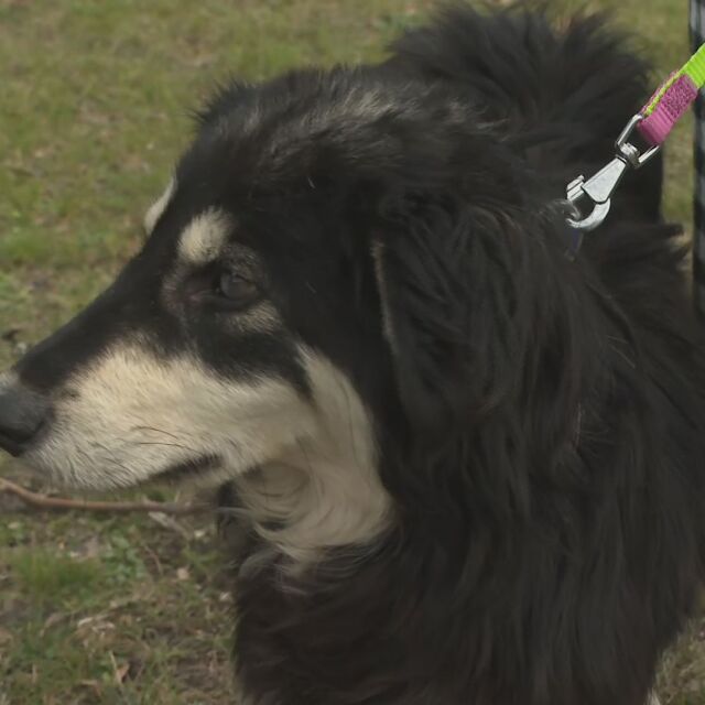 Сляпото куче вече е в Бургас и ще бъде прегледано от офталмолог