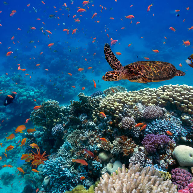 „Исторически ден за опазването на околната среда“: Какво включва договорът за защита на океаните?