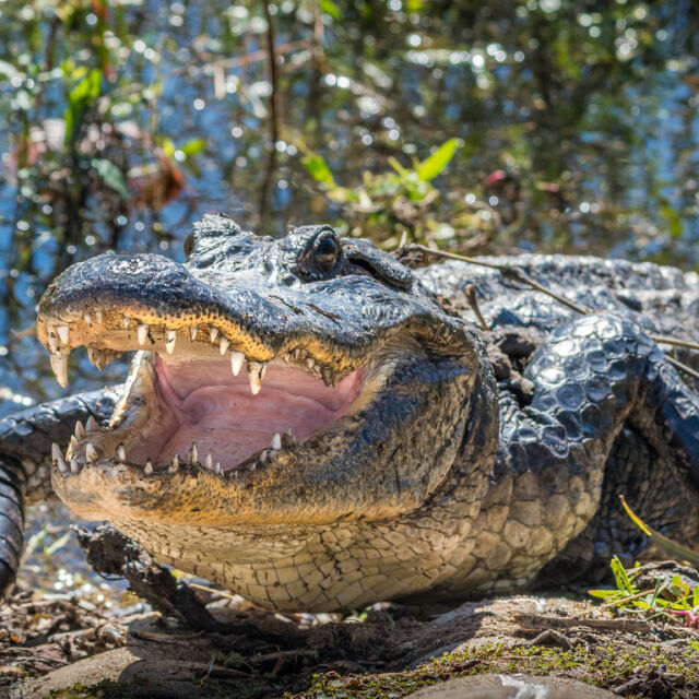 Мъж във Флорида бе нападнат от алигатор на входната си врата 
