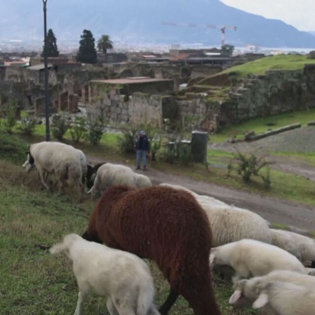 Стадо овце ще поддържа тревата в древния град Помпей 